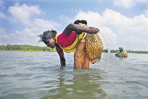 Representational image of a woman looking for shrimps at Kaliveli. (Photo | Debadatta Mallick, EPS)
