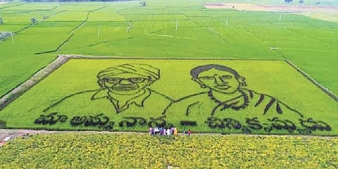 Innovative farming methods by a paddy farmer of Chintaloor
