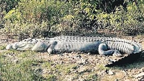 Odisha: K’para farmer fights off crocodile with sickle, injured