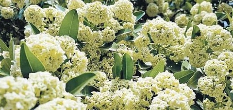 Devil’s tree (Alstonia scholaris)