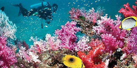 Finding Nemo in Andamans