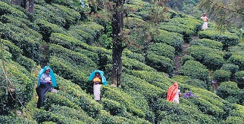 Workers at a tea estate used for representational purposes only
