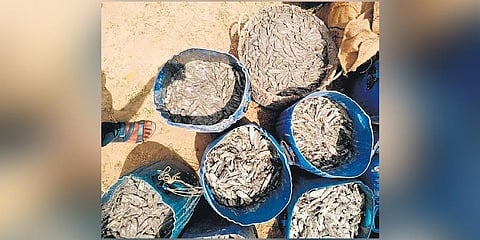 Sea cucumbers. (File Photo)