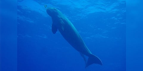 Dugongs are listed as Vulnerable on the IUCN Red List of Threatened Species. (Wikimedia Commons)
