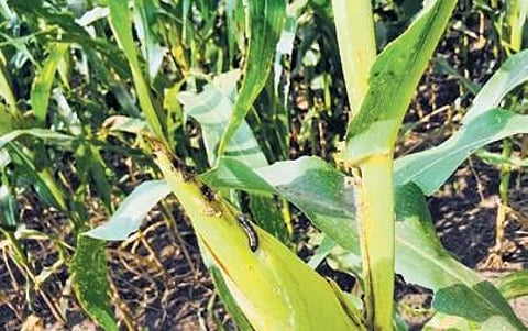The maize crops affected by fall armyworm in Arumadal in Perambalur | Express