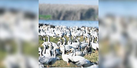 Beas river likely to be declared as largest natural heritage site