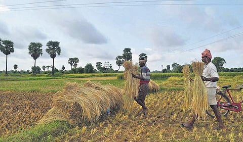 Farmers harvesting paddy. (Photo | EPS)