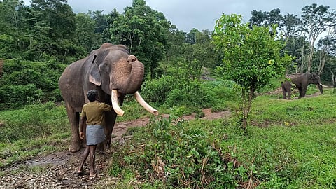 TN mahouts, kavadis set for Thailand training