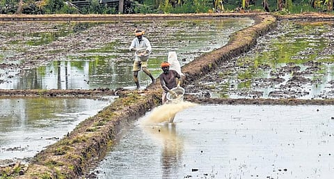 Farmworker sprinkling fertiliser in at Mullikarumbur near Tiruchy |M K Ashok Kumar