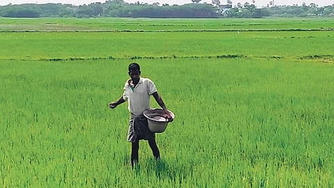 Image of a farmer applying fertiliser on paddy crops used for representation