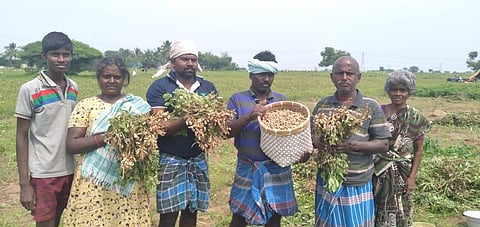Thoothukudi farmers at wits' end as pigs, deer damage crops