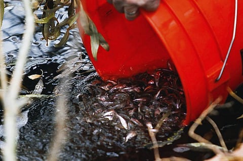 A bucket of least chub are released Utah in this November 19, 2013 file photo. (Spenser Heaps/The Daily Herald via AP)