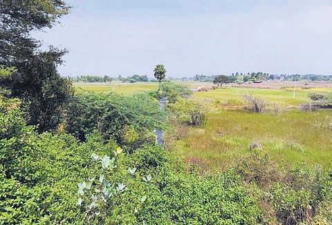 Perambalur’s big lake and its canals (inset) ridden with weeds, thorny plants |Express
