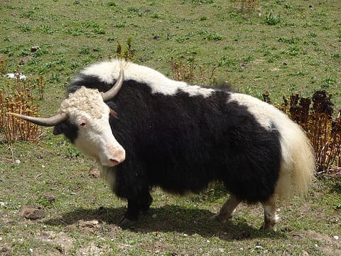 Yak