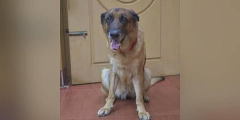 Megha, the sniffer dog