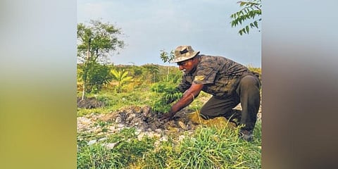 Green fingers: Wildlife photographer transforms barren land into evergreen mini-forest