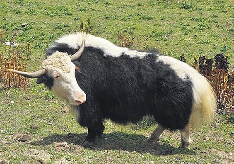 For representational purposes