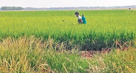 A farmer spraying pesticides in his paddy field. (Photo | Express)
