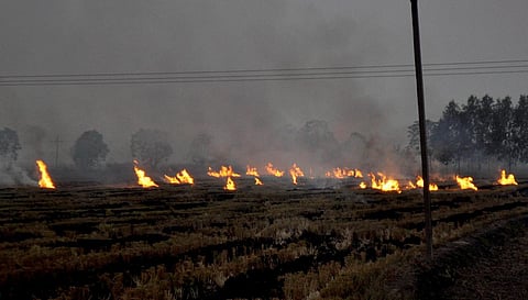 Farmers burn paddy stubble at a village in Patiala district, Punjab. (File Photo | PTI)