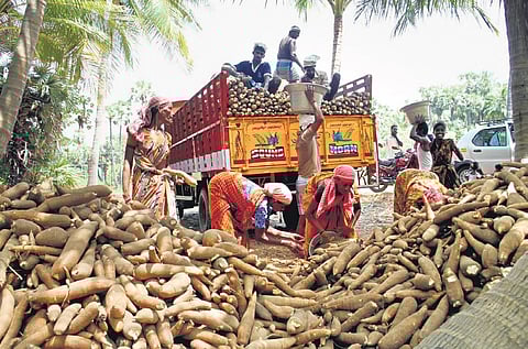 Tapioca prices see 113 per cent climb after dip in output