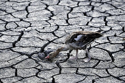 A goose walks across a dried bed of Lake Velence in Velence, Hungary on Aug. 11, 2022 (File Photo | AP)