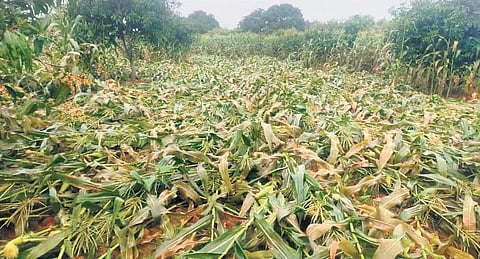 The sweet corn crop damaged due to rain on farmer Murali’s land in Srinivaspura