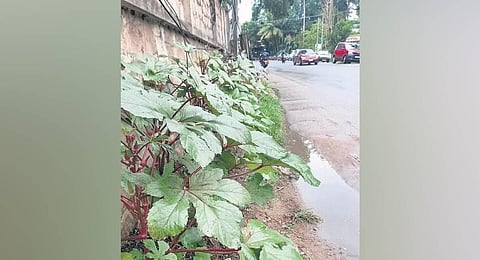 Okra planted outside GIFT’s boundary wall