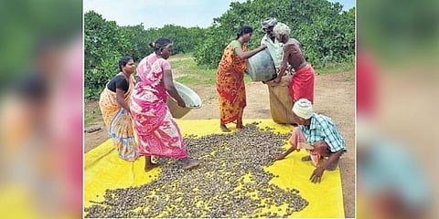 TN Irulars harvest cashew & hope