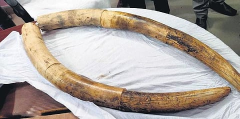 Image of elephant tusks used for representation purposes only.