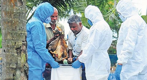 Rapid Response Team members take the bird flu-infected ducks to cull at Maniyaparamb in Arpookkara in Kottayam on Wednesday | Express