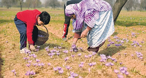 Kesar comeback: Kashmir's expensive spice doubles after success of NSM