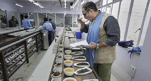 Akhil Narayan Sapru, Vice Chairman of J Thomas & Co pvt Ltd examines tea at Nilhat House, in Kolkata. (Photo | PTI)
