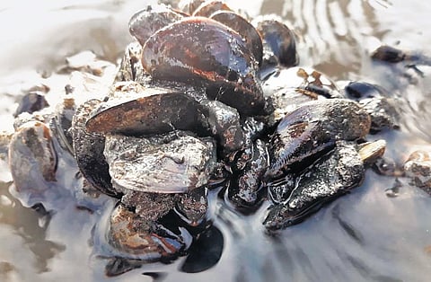 Around 11 of 52 fishing sites in Ennore infested by an invasive mussel species native to South America | Express