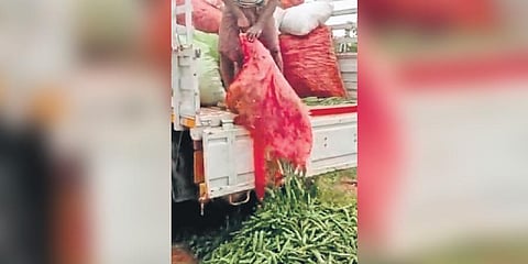 K Sekar, a farmer, dumps okra on the road outside Tirunelveli city on Thursday. (Photo | Express)