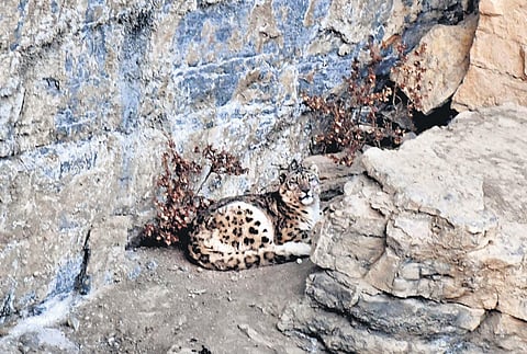 The sightings of snow leopard have gone up in Lahaul-Spiti | Express
