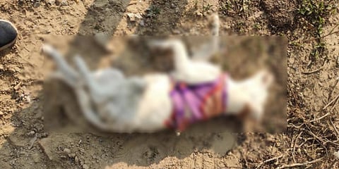 The incident was first shared on a Facebook group by an account 'Mystique Mirage' which said the puppies were hanged to death at a vacant plot in sector 9 Dwarka on December 27.