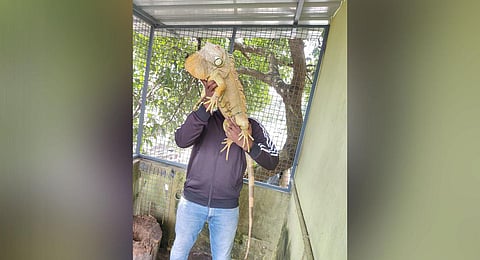 Cold-blooded friends