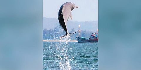 A humpback dolphin breaches near Devbagh in Karwar | EXPRESS