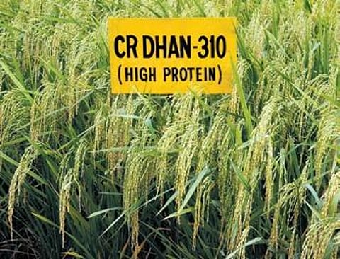 High protein variety Dhan 310