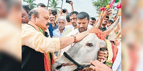 Chief Minister Basavaraj Bommai pets a bull during BJP’s Jana Sankalpa Yatra at Kunigal in Tumakuru district on Wednesday.