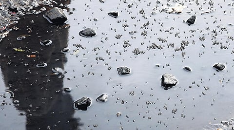 Puddles in Chetpet have become breeding grounds for mosquitoes | R Satish Babu