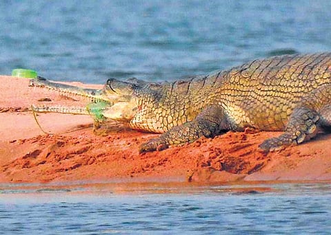 The gharial with a fishing net around its snout near Madhusudan bridge | Express