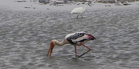 Threefold rise in bird numbers at Kodiyakarai this year