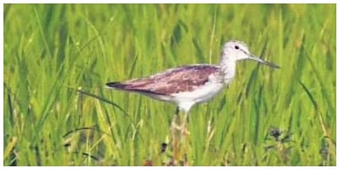 3,372 birds of 46 species were counted in Ansupa during the waterbird census. (File photo)