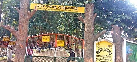 Daringbadi coffee farm in Kandhamal district. (Photo | Express)