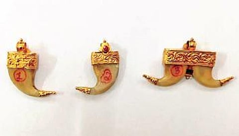 Tiger claws turned into ornaments recovered in Mysuru | Express