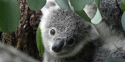 A young koala looks through eucalyptus leaves in a zoo in Duisburg, Germany.(File Photo | AP)