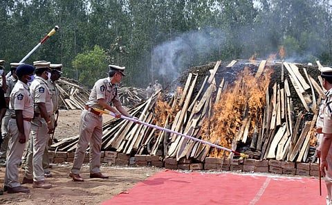 DGP D Gautam Sawang sets about 2 lakh kg of ganja worth nearly `500 crore on fire at Koduru in Visakhapatnam district on Saturday | G Satyanarayana