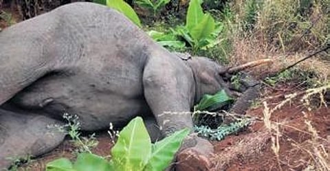 Electric fence kills elephant in Coimbatore, two farm owners on run