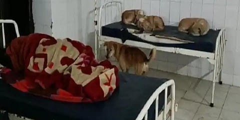 A recent video of dogs occupying the government hospital beds in Bihar's Siwan has gone viral on social media. (Photo | Prakash Kumar Twitter)
